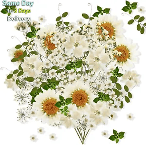81 Pieces White Dried Flowers White Dried Daisy Pressed Flowers Leaves Natural S