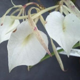 Orchid nodosa Little Stars 'Grande' Cattleya Brassavola Fragrant Mounted on portion of coconut husk