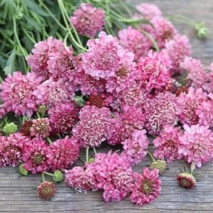 20 seeds Pincushion Flower Scabiosa 'Salmon Rose'