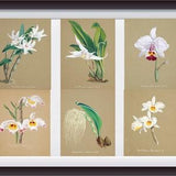 Vintage Botanical Floral orchid collection six print set, orchid wall decor, houswarming print gift, Misouri botanical garden library