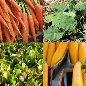 Medium Vegetable Garden Seed Kit #1 - Orange Carrots, Lettuce, Kale, and Yellow Zucchini Seeds - Heirloom Vegetable Seed - 4 Seed Packets