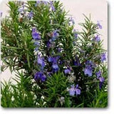 50 Pcs Rosemary Herb Flower Seeds -Rosemarinus Officinalis-Culinary Favorite! Easy to grow Perennial Herb-P034