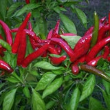 30 Seeds- Thai Red Chili Pepper Seeds-Thai dragon- Bird's Eye Pepper-CAPSICUM ANNUUM- Non GMO-Z044