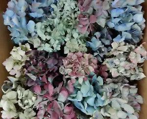 40+ Box Dried Hydrangea Flowers Pieces Lt Blue, Purple, Green + Cream DIY Crafts