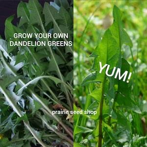 100+ Dandelion Greens Seeds Canada, Zone 3-10 Perennial Vegetable Herb Flower, Container Gardening, Vegetable Seeds, Flower Seeds + Gift