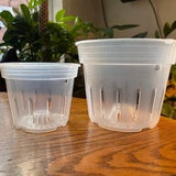 Clear Plastic Nursery Pot Extra Drainage  5 Pack  for Houseplants, Hoyas, Orchids, Philodendrons, Monsteras, Aroids Multiple Sizes