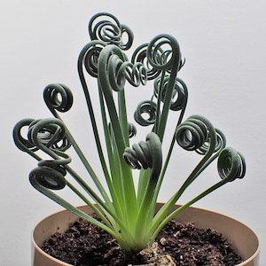 Rare South African Frizzle Sizzle (Albuca Spiralis) 5 Plant Seeds