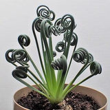 Rare South African Frizzle Sizzle (Albuca Spiralis) 5 Plant Seeds