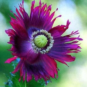 300 Drama Queen Poppy Seeds, Papaver Somniferum, Certified Organic, Purple and Hot Pink, Bread seed poppies PS083CR