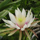 Selenicereus wrecklei  3 Cutting Cactus Queen of the Night Houseplant Vanilla Cactus