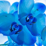 Cobalt Blue Orchid, Blue orchids, Blue orchid flower