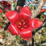 Red Silk Cotton Tree Bombax ceiba Seeds