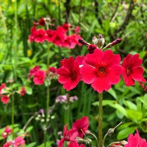 Primula japonica - Japanese primrose (30 seeds)