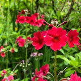 Primula japonica - Japanese primrose (30 seeds)