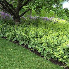 Lady's Mantle | Perennials Flower Delivery