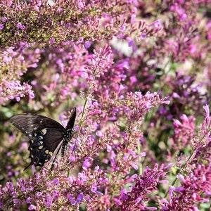 25 Heather Queen Agastache Seeds | Pink Fragrant Cut Flower Perennial Seeds for Planting in a Pollinator Garden or Cottage Garden