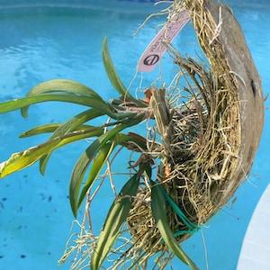 Orchid Ttillandia Coconut husk with hanger set of 3 Tropical Plant Hanger