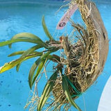 Orchid Ttillandia Coconut husk with hanger set of 3 Tropical Plant Hanger