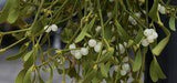 Misteltee: Zubereitung und Wirkung des gesunden Tees Flower Delivery