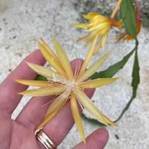 Golden Yellow Orchid Cactus - in bud/bloom 11/9/2023 - Fragrant flowers!