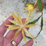 Golden Yellow Orchid Cactus - in bud/bloom 11/9/2023 - Fragrant flowers!