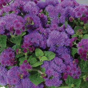 Ageratum Blue Nano , code 840