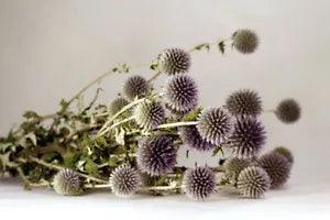 Beautiful Natural Blue/Green Preserved Dried Echinops Bundle Decorated Floral
