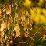 Northern Sea Oats - Chasmanthium Latifolium 10 seeds - Chemical Free, Bee and Pollinator Safe. Beautiful Ornamental Grass. Native Perennial