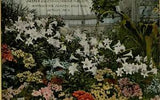 Easter Lilies & Cineraria Horticultural Building Belle Isle Detroit Postcard