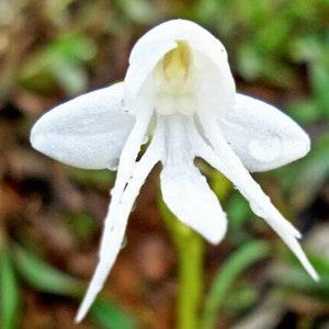 50pcs Angel Orchid (Habenaria Grandifloriformis) Flower Seeds (#7275 No Tracking#)