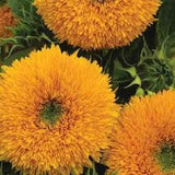Orange Sun Sunflower  Seeds (25) - Helianthus Annuus - Annual Heirloom Flower Seed for the Garden