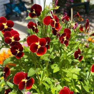 Viola Seeds (10) - Horned Maroon