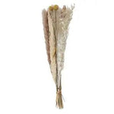 30Pcs Real Dried Pampas Grass Bouquet Bunch Phragmites Reed Flower Plants