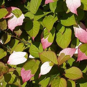 15 Hardy climber Flower Seeds.