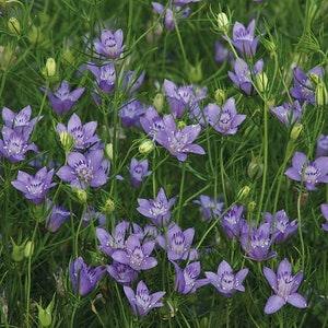 Annual | NIGELLA BLUE STARS | 30-40 seeds | Attracts Bees & Pollinators | Organic, Heirloom Seed