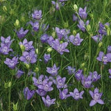 Annual | NIGELLA BLUE STARS | 30-40 seeds | Attracts Bees & Pollinators | Organic, Heirloom Seed