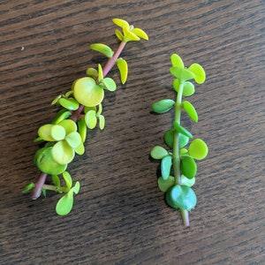 Portulacaria afra, Golden Spekboom, Mini Jade, Elephant Bush Cuttings
