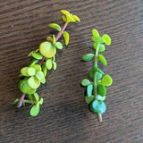 Portulacaria afra, Golden Spekboom, Mini Jade, Elephant Bush Cuttings