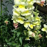 Mix Color  Snapdragon Flower Seeds - Grow Beautiful Flowers Indoors, Outdoors, In Pots, Grow Beds, Soil, Hydroponics & Aquaponics - 50 seeds