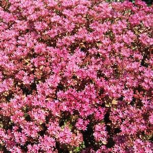 50 Seeds- Sedum Spurium Purple Carpet -Excellent groundcover Sedum-Q090-Amazing Rose Pink Sedum Perennial- Spurium Coccineum