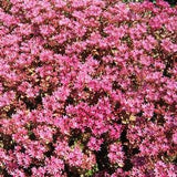 50 Seeds- Sedum Spurium Purple Carpet -Excellent groundcover Sedum-Q090-Amazing Rose Pink Sedum Perennial- Spurium Coccineum