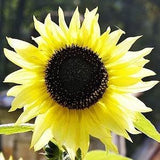 Lemon Queen Sunflower Seeds, Sunflower Seeds
