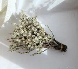 Pussy Willow dry stems branches small bouquet 6-8 inches  Dec 2023 harvest