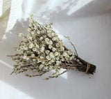 Pussy Willow dry stems branches small bouquet 6-8 inches  Dec 2023 harvest