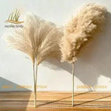 V???ritable Pampas Herbe D???cor 8/10/20/50 Pi????ces / Lot Naturel S???ch??? Fleurs