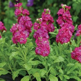 50+ Stock Deep Rose Flower Seeds-Matthiola Incana -Ten Week Deep Rose-Gilliflowers- Annual Beauty with sweet fragrance !-B446