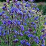 Anchusa Azurea Dropmore Seeds 10 count