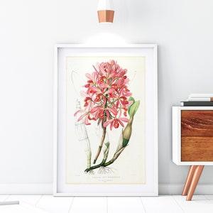 Orchid Giclee Art Print, Vintage Botanical Orchid Plant Illustration, Flower Kitchen Poster, Archival Quality Orchid Wall Art #131
