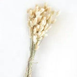Dried Flowers Grass Bunny Tails  Home Decoration Photography props