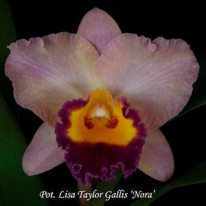 Rlc. Lisa Taylor Galis 'Nora' Blooming size cattleya orchid hybrid. Highly fragrant compact growing cattleya. Color transitioning blooms.